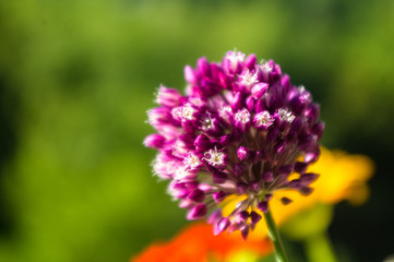 a bouquet of bright spring flowers of various types