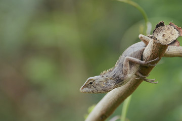Lizard perching on branch and change color