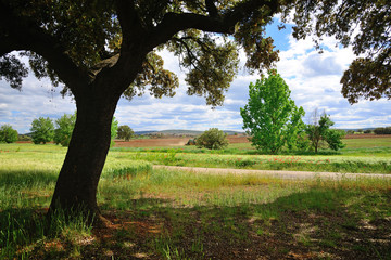 Holm oaks in spring season.