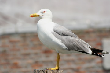 Seagull in Chioggia, Italy