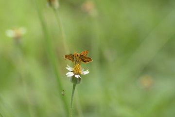 Butterfly (Hesperiidae) perching on green leaf as backgrond