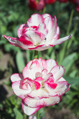 White with red multilobed tulips on dark background