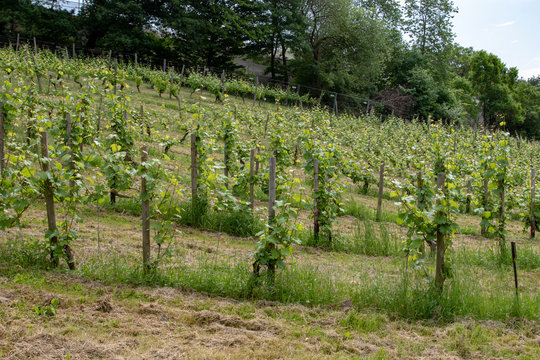 Grape vines in a vineyard in spring on a sunny day 