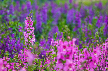Obraz premium Field of Salvia