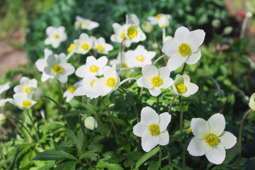 White anemones in the garden