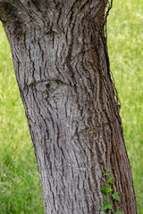 Surface of a cracked bark from a tree 