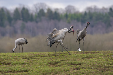Obraz na płótnie Canvas Dancing of cranes