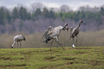 Fototapeta premium Dancing of cranes