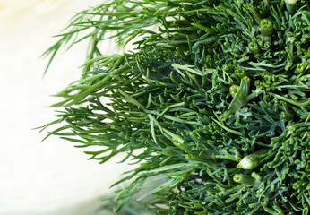 Background of a grass, fennel
