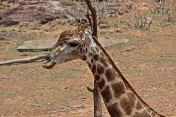 Animal,  it is in Thai zoo,  Thailand Asia.