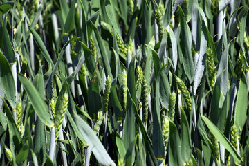 field of green wheat macro shot