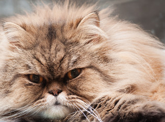Look of the Persian cat, cat resting