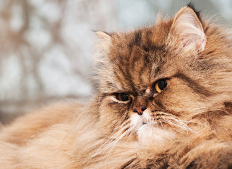 Naklejka na ściany i meble Look of the Persian cat, cat resting