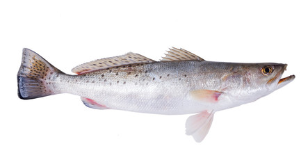Spotted Seatrout (Cynoscion nebulosus).  Isolated on white background