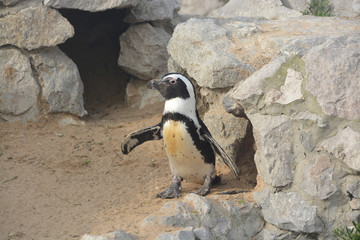 simp&aacute;tico ping&uuml;ino