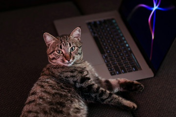 
cute striped cat working on laptop