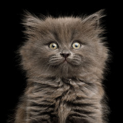 Closeup Portrait of Amazement Gray Kitten, Stare in Camera on Isolated Black Background