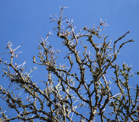 Branches and blue sky