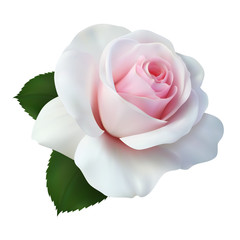 Realistic pink white rose, Queen of beauty.