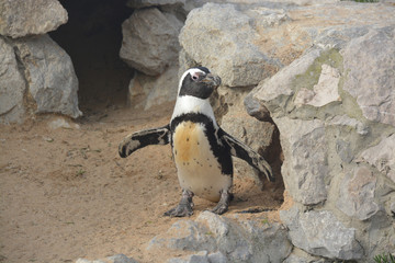 simpático pingüino