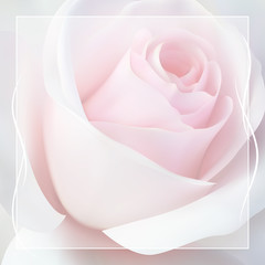 Realistic pink white rose, background.