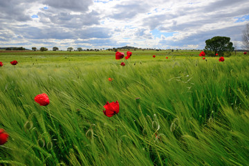 Sowing wheat with poppies.