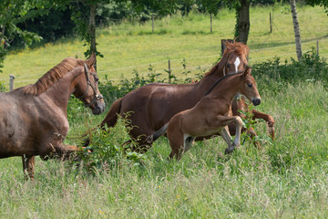 Stute verjagt fremdes Fohlen in der Herde