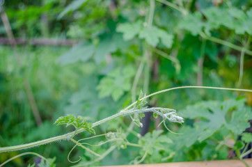 Fruit of the Momordica charantia growing between the leaves