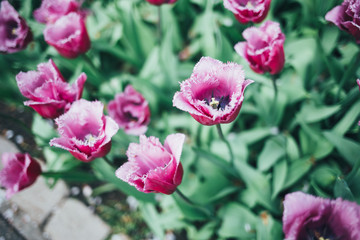Colorful tulips in the park. Spring landscape outdoor