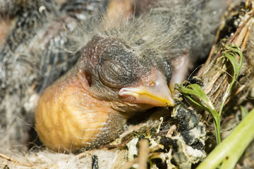 Nest and nestlings of European goldfinch (Carduelis carduelis)