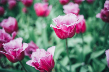Obraz premium Beautiful flowers in nature park outdoor spring