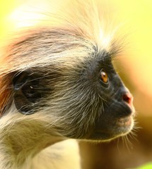 Red Colobus Monkey Portrait
