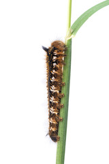 Caterpillar of Euthrix potatoria on a white background