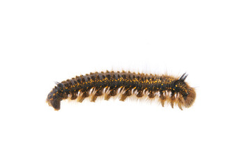Caterpillar of Euthrix potatoria on a white background