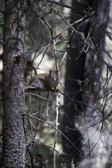 Squirrel in Tree