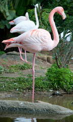 Close-up of a beautiful pink flamingo in a park, standing on one leg.
