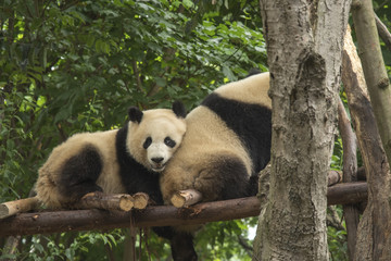 pandas live in a reserve in Chengdu.
