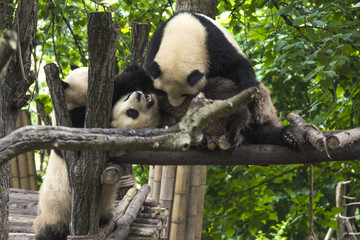 Obraz premium pandas live in a reserve in Chengdu.