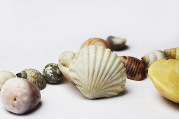 sea shell on white bacground