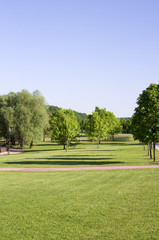 lawn of spring grass with trees on forest background. nature.