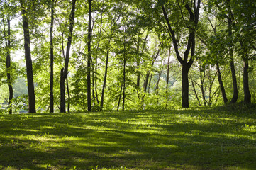 glade with grass  in the forest at spring morning. background, nature.