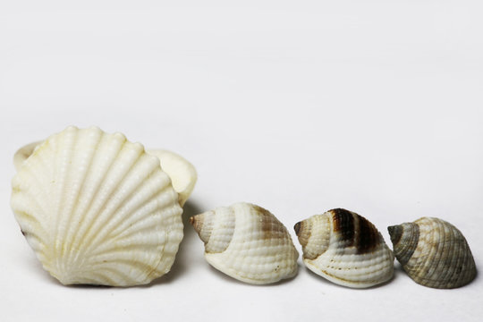 sea shell on white bacground