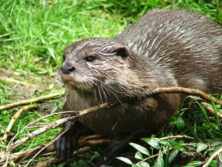 Oriental small-clawed otter