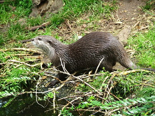 Oriental small-clawed otter