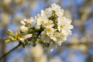 apple tree blossom