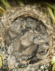 Nest and nestlings of European goldfinch (Carduelis carduelis)
