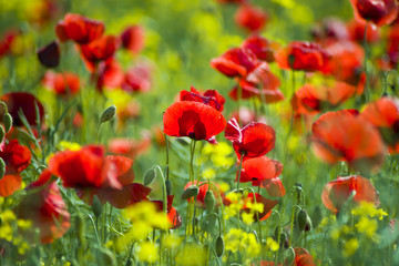 An image composed of poppies, grasses and field flowers