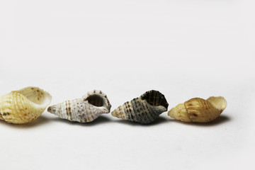 sea shell on white bacground