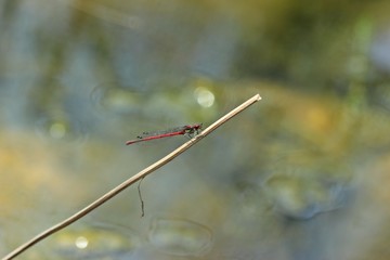 Männliche Frühe Adonislibelle oder auch Frühe Adonisjungfer (Pyrrhosoma nymphula) 
