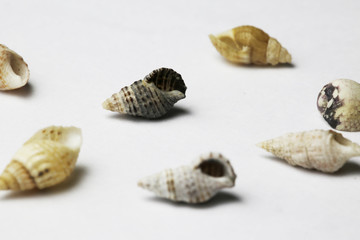 sea shell on white bacground